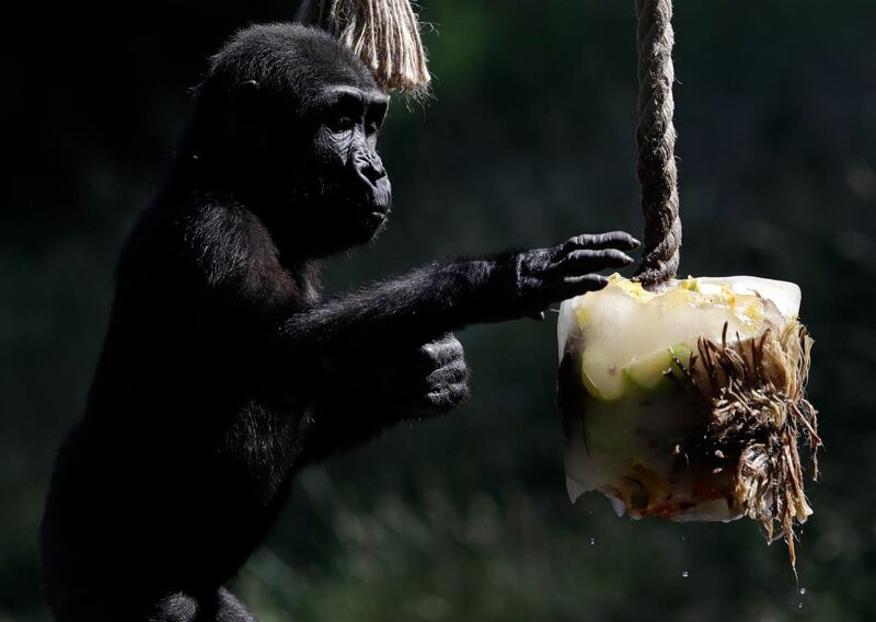 Western lowland gorilla Ajabu enjoys her ice cream at Prague Zoo