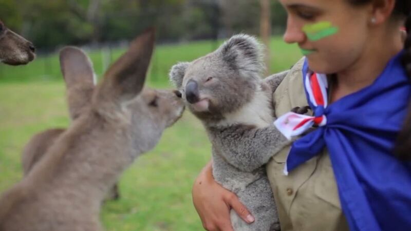 This koala and kangaroo are ultimate Australia Day friendship goals