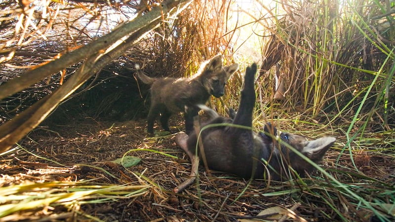 The first images ever of wild maned wolf puppies playing inside their den (BBC Studios/PA)