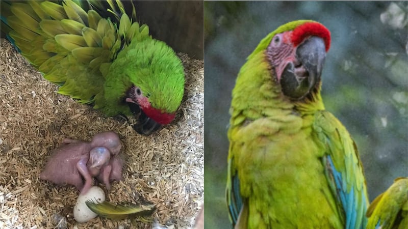 The pair of endangered parrots, which hatched in April, have spent three months hidden inside their nest with parents Royan and Dresden.