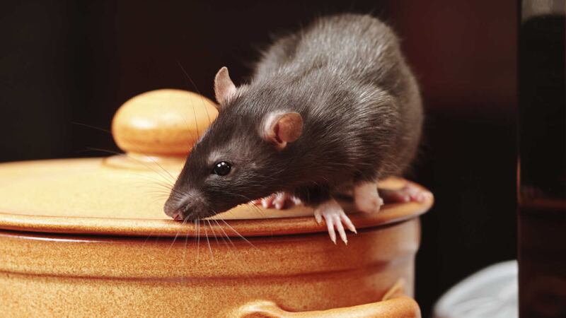 Wetherspoons' diner complained that a rat ran up a his trouser leg and took a chip from out of his hand