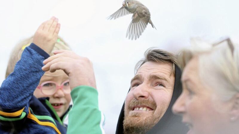A Zebra Finch flies among the Dunloy supporters at the Antrim Hurling Final in Corrigan Park. Picture by Mal McCann 