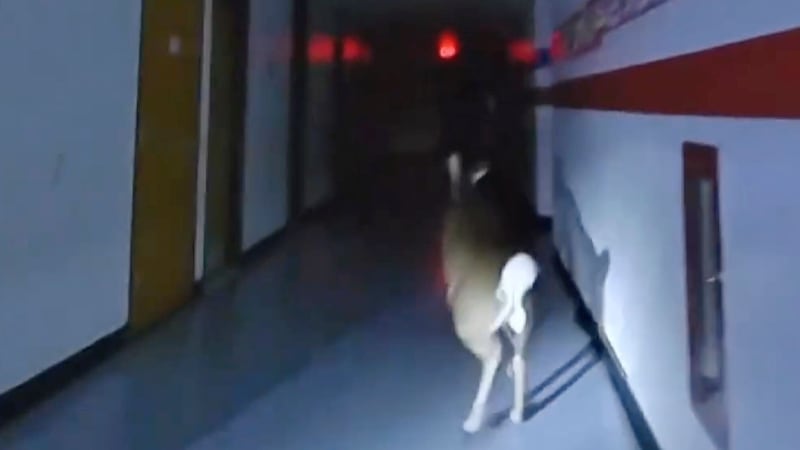 Police officers pursue a deer down a hallway at Cedar Grove Elementary School in Toms River, New Jersey (Toms River Police Department via AP)
