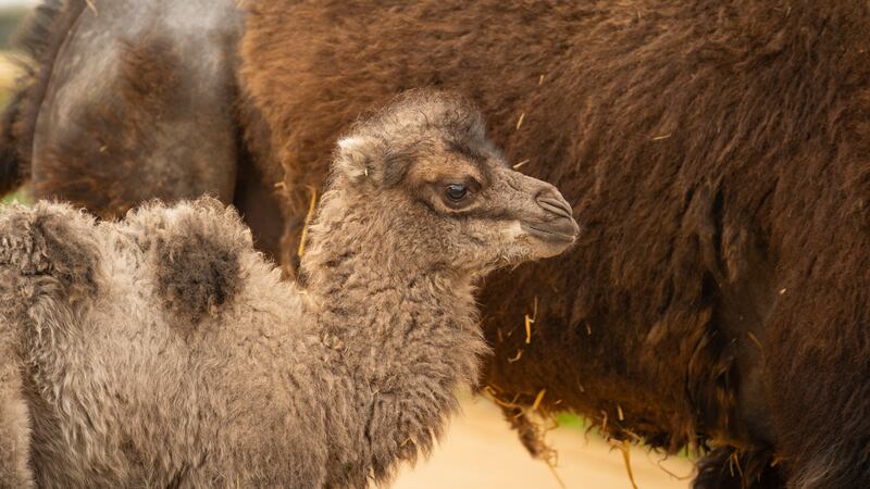 The baby camel has been named Sally.