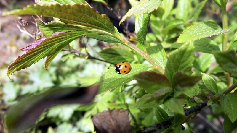 According to legend, farmers prayed to Our Lady for help &ndash; and got it from ladybirds &ndash; when swarms of insects devoured crops 