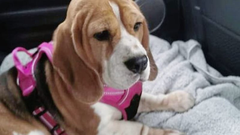 A Co Antrim woman has spoken of her devastation after her pet beagle, Annie, was knocked down in Greenisland by a driver who failed to stop. 