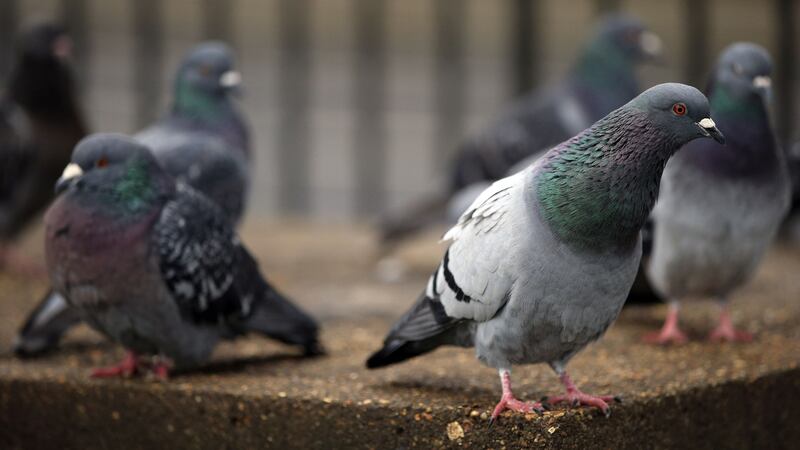 What’s the deal with pigeons, anyway?