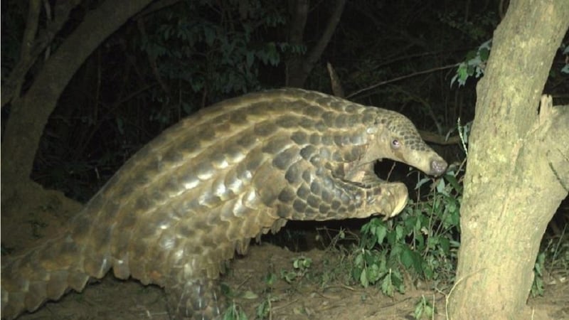 The strange creatures, sometimes called scaly anteaters, are the most illegally trafficked wildlife species in the world.
