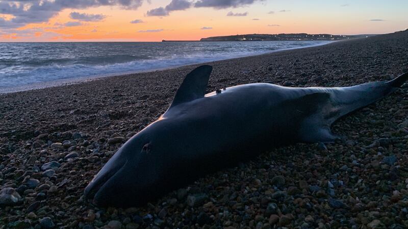 Scientists found the most persistent toxins remain in the mother’s body until they are passed on to their harbour porpoise babies through lactation. 