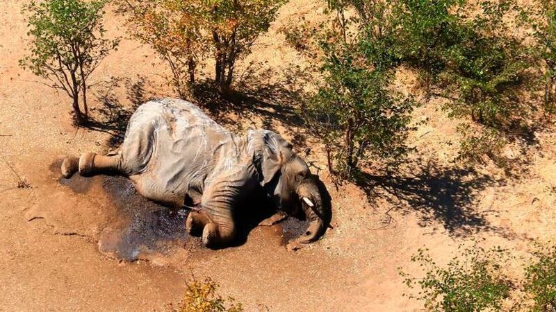 A dead elephant lies in the bush in the Okavango Delta, Botswana, on&nbsp; May 25 2020.&nbsp;Botswana says it is investigating a staggeringly high number of elephant carcasses, with 275 found in the popular Okavango Delta area of the southern African nation in recent weeks. Picture by AP