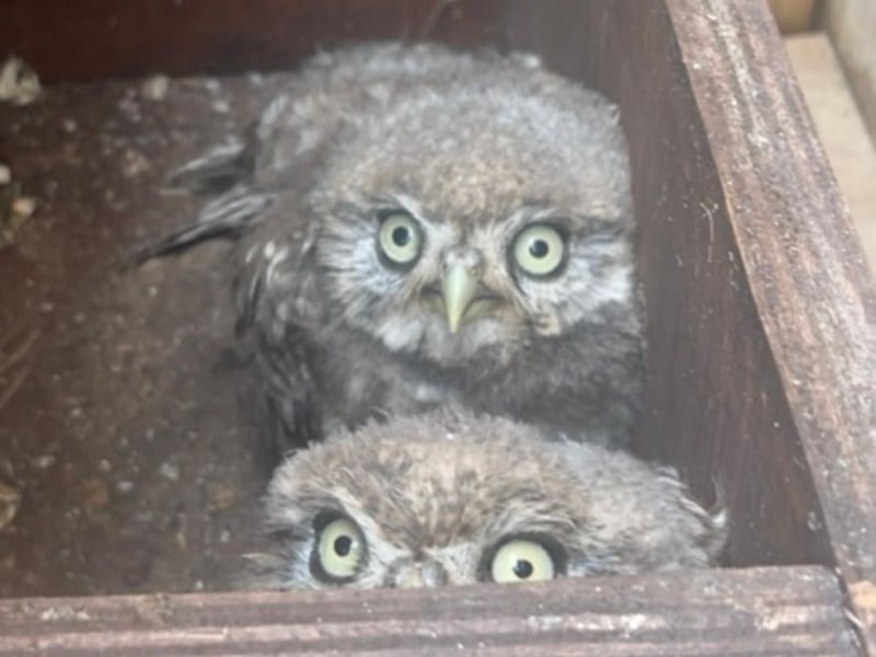Two owls in a nesting box