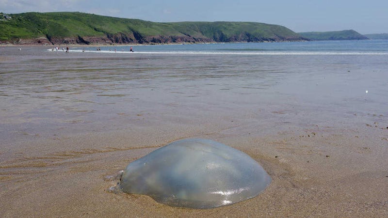 A giant blue jellyfish washed up on a beach &ndash; jellyfish are a common sight on Irish beaches 