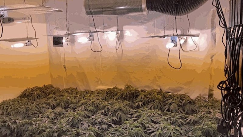 Cannabis worth an estimated &pound;400,000 was recovered in the Coalisland area 