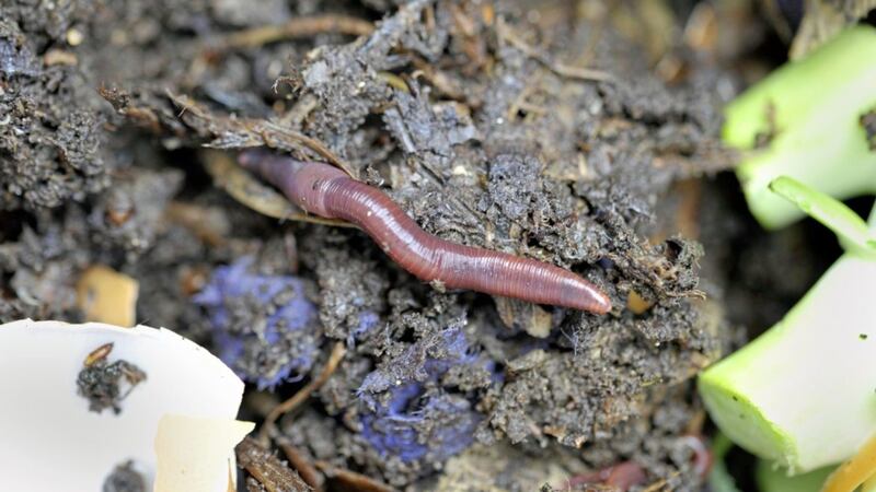 Tiger worms are especially effective in a wormery  
