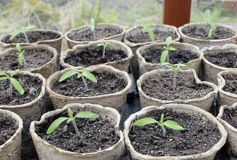 After germinating your seeds in the dark, place the seedlings in a bright spot 