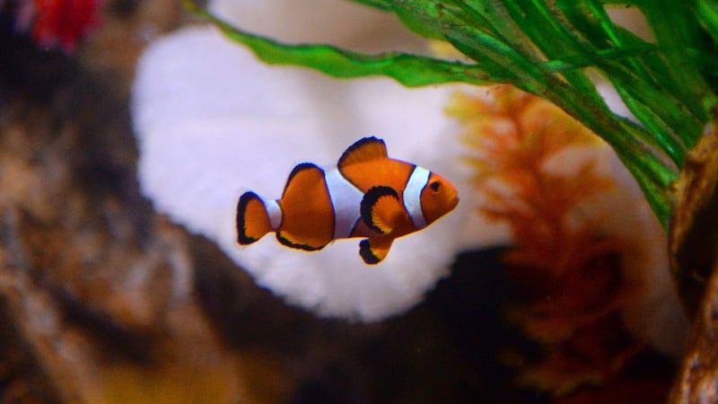 Scientists also found that the fish became less active when living in bleached anemones.