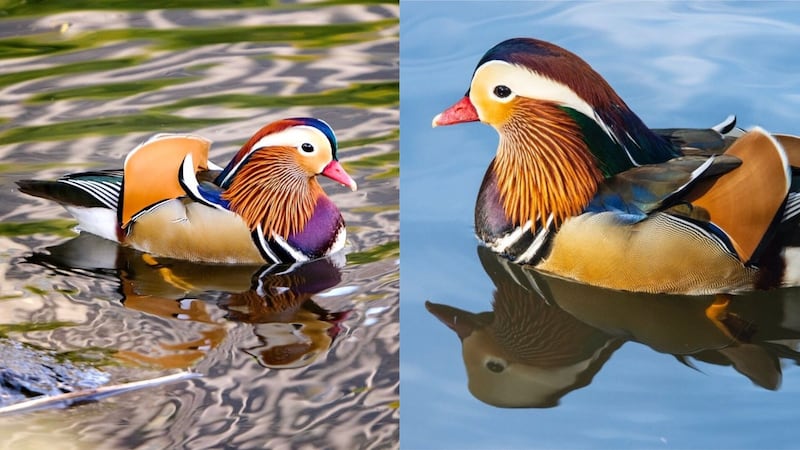 The duck species is native to east Asia, and its sightings in Manhattan are a mystery.