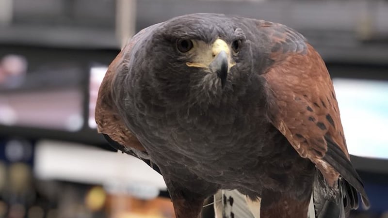 Harris hawk Aria, aged five, will be on duty at the station twice a week for two-hour shifts.
