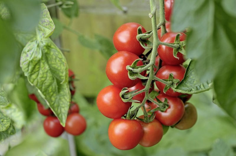 Tomatoes are a great crop for the home gardener. Picture by iStock/PA 