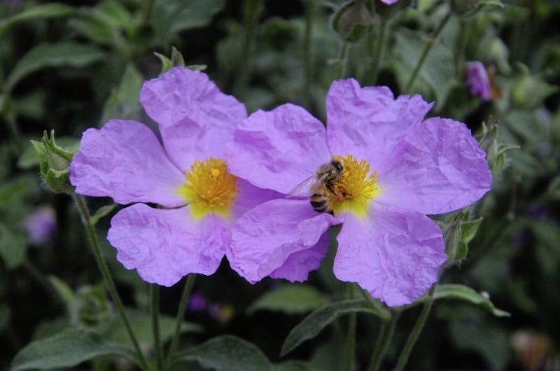 Rock rose have a range of flower sizes and colours and are very attractive to wildlife 