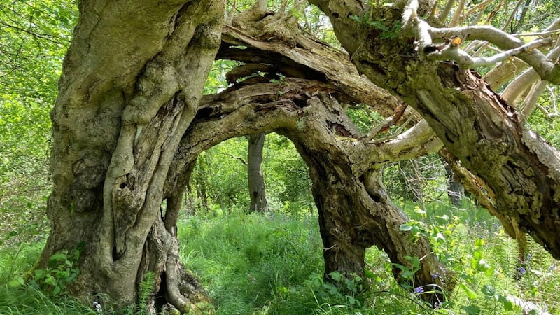 The annual competition run by the Woodland Trust is highlighting ancient and veteran trees this year.