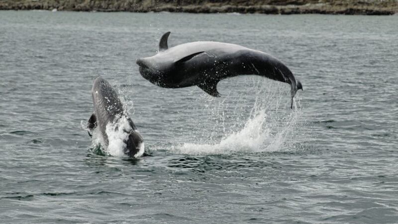 Bottlenose dolphins are a protected species 