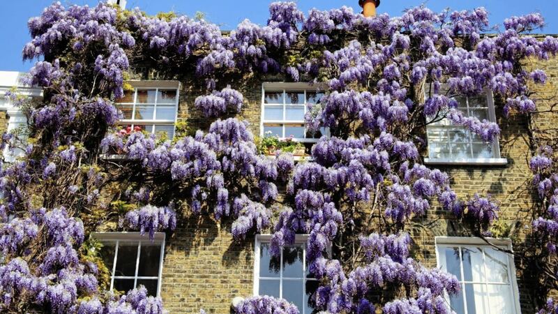 If you prune your wisteria now you should have masses of beautiful long hanging flower racemes (clusters) in a few months&#39; time 