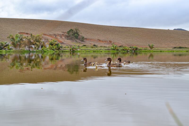 The ducklings' arrival is a milestone for the project (Durrell Madagascar/PA)