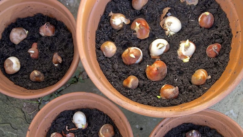 You can plant bulbs closer together in pots than you would in the garden but don&#39;t allow them to touch 