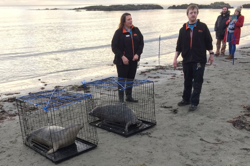 Seal pups return to wild