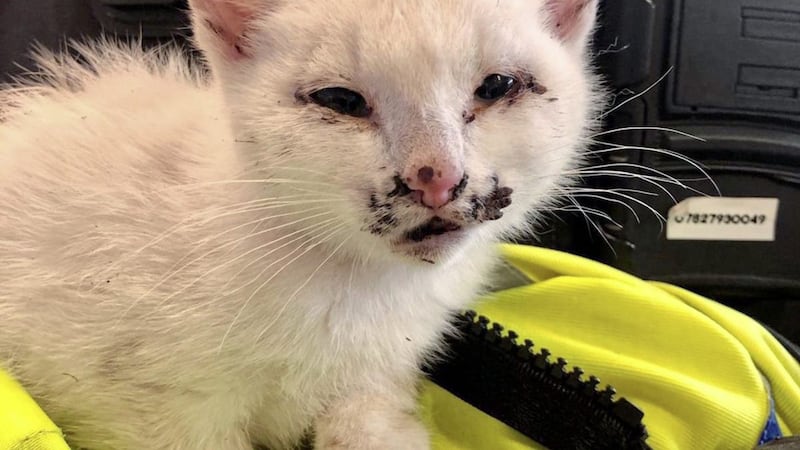 A kitten rescued from M1 motorway by PSNI traffic officers was yesterday `adopted by a caring animal lover&#39;. 
