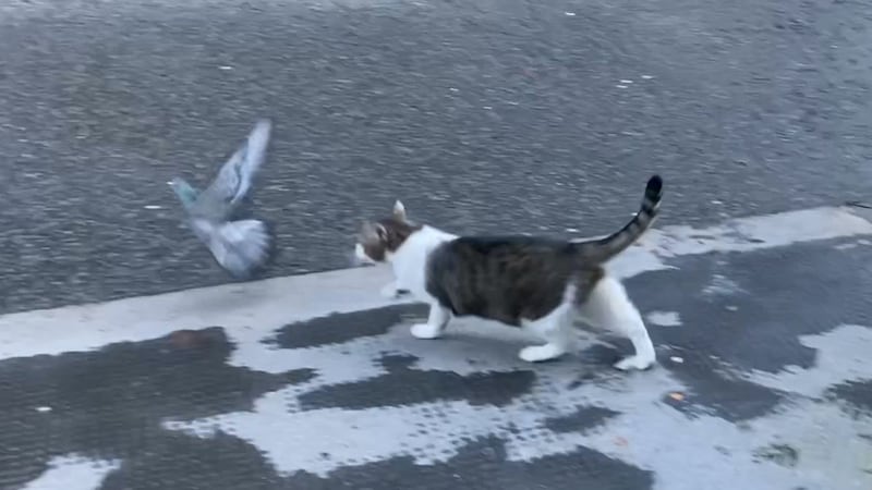 Despite Larry catching his unsuspecting victim, the pigeon managed to fly off seemingly unharmed after a brief scuffle.