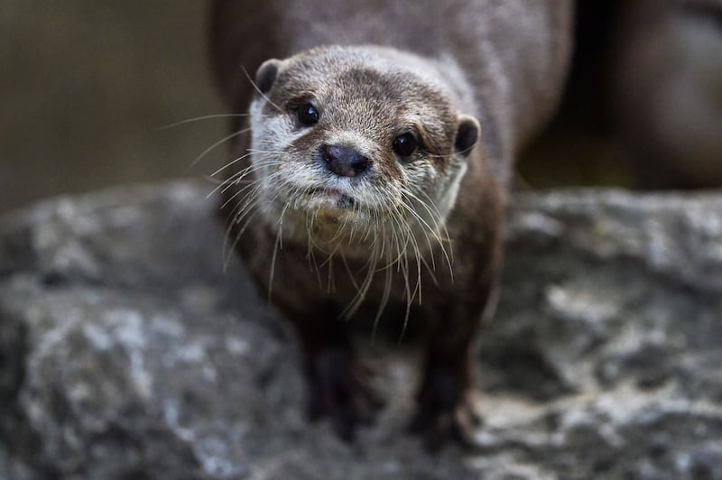 An otter during the annual weigh-in at ZSL London Zoo