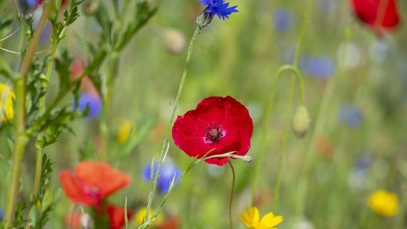 Field poppy seed stays viable for centuries