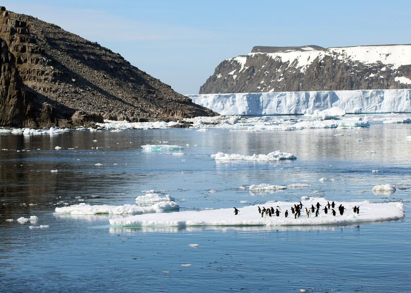 Penguin supercolony in Antarctica.