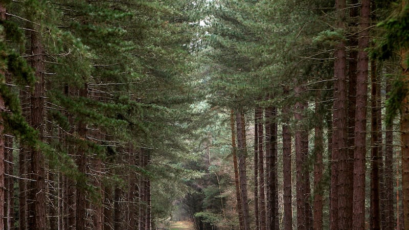 Sherwood Forest in Nottinghamshire is one of the country’s best-known forests (John Walton/PA)