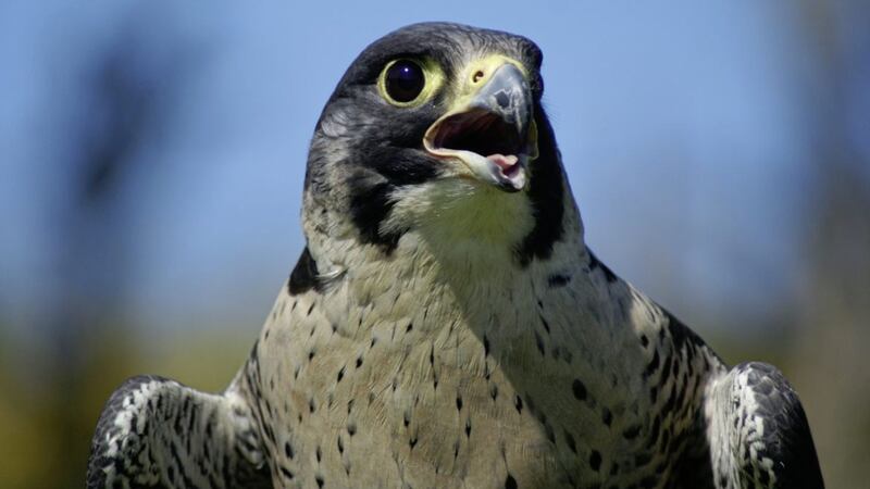 Peregrine falcon nests have increased in Northern Ireland 