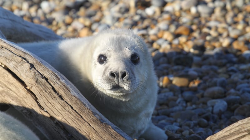 A grey seal colony has established itself at Orford Ness on the Suffolk coast