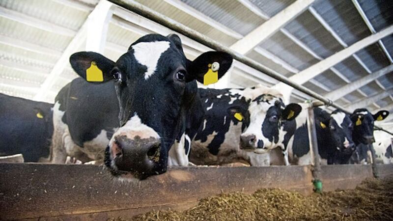 It was claimed 45,000 dairy cows could be culled 