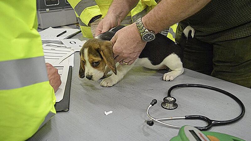 One of the rescued puppies. Picture by RSPCA/PA 