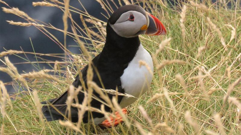 A puffin on Rathlin Island. Picture by Hazel Watson