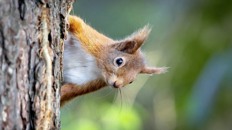 The red squirrel is considered Ireland&#39;s native species 