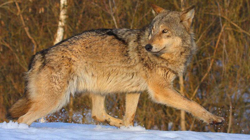 A wolf found near Chernobyl Picture: Valeriy Yurko/Science Media Centre/PA Wire 