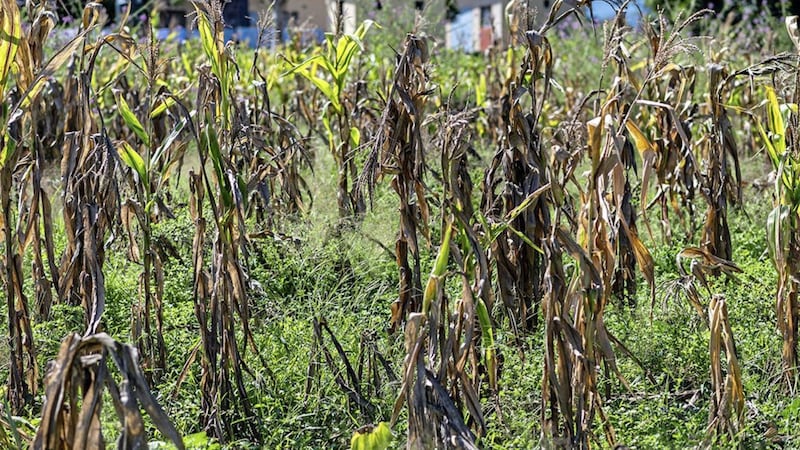 Tr&oacute;caire has said farmers in Zimbabwe face losing most of their harvest this year after rains failed in January and February. 