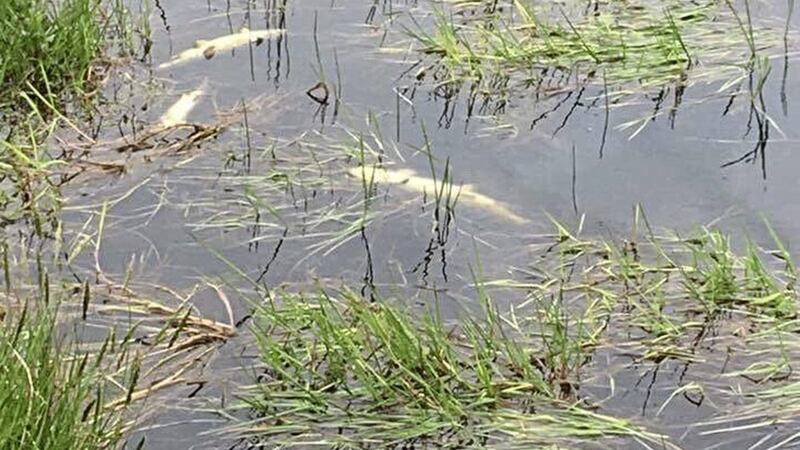 NI Water said it was aware of reports of dead fish at the Woodburn site and was liaising with DAERA to &quot;establish the facts&quot;. Picture from Stop the Drill 
