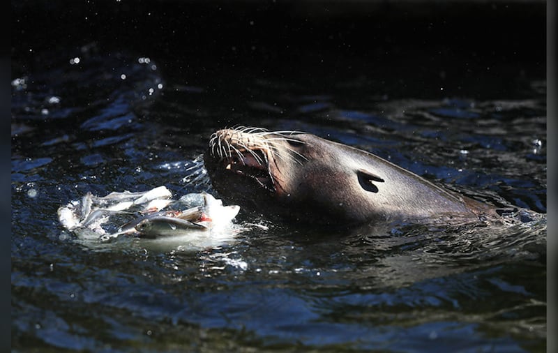 Sea lions eat fish from an ice block at Dublin Zoo. Picture by Brian Lawless, Press Association