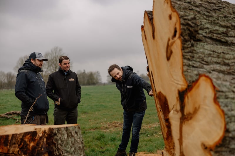 The 1,000 year-old tree fell during Storm Elin ( Brian Connolly, Bang Bang Visual)