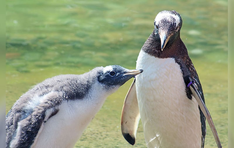 Belfast Zoo is home to gentoo and rockhopper penguins<br />&nbsp;