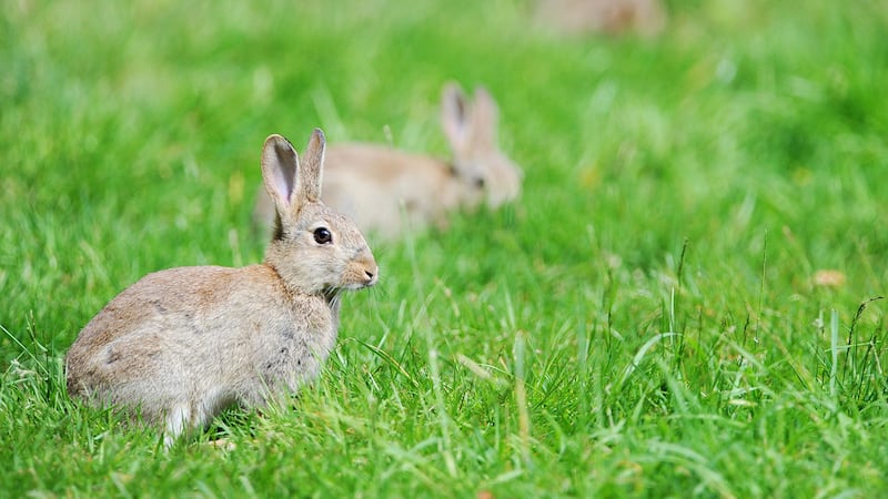 Darwin’s rabbit was a wild rabbit collected in Kent, said a spokesman for London’s Natural History Museum, where it is now housed.