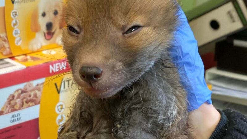 Sticky the fox is now ‘happy and playful’ after being freed from a glue trap.